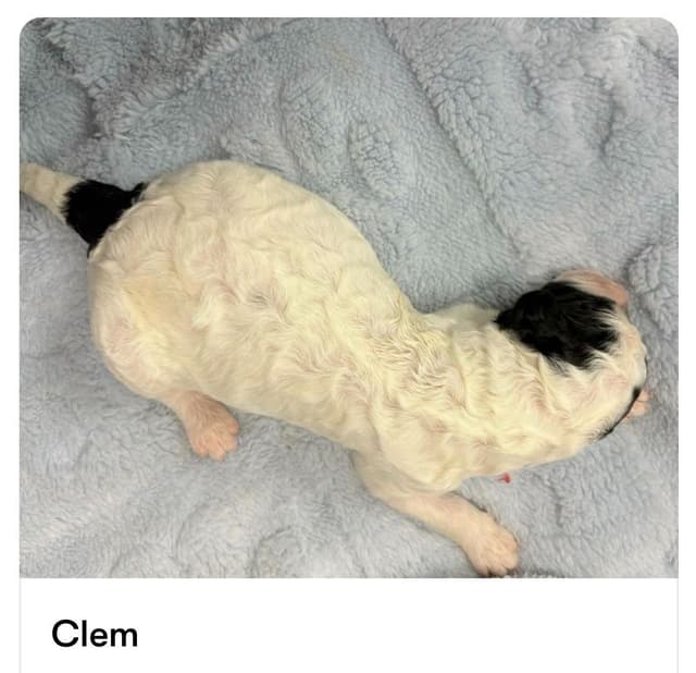 AKC Standard Poodle Parti Pups media 3
