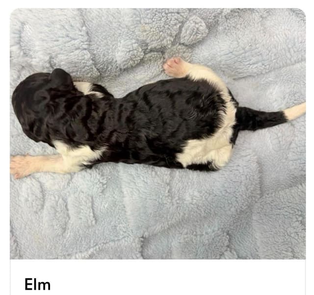 AKC Standard Poodle Parti Pups media 2