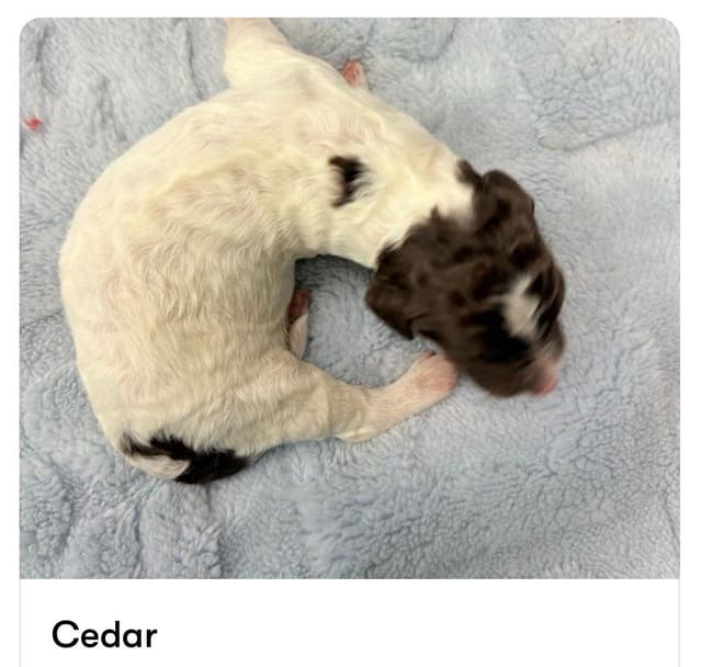 AKC Standard Poodle Parti Pups media 4