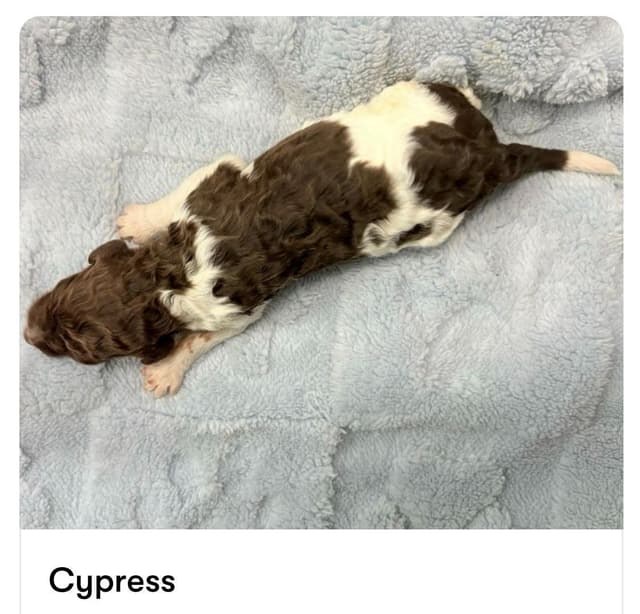 AKC Standard Poodle Parti Pups media 6