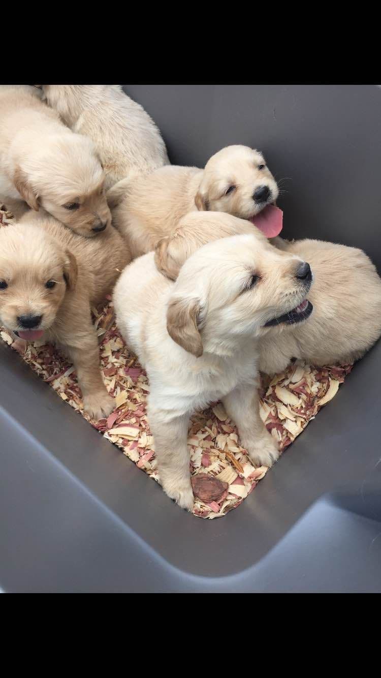 Airedale Terrier Puppies breeder image 2