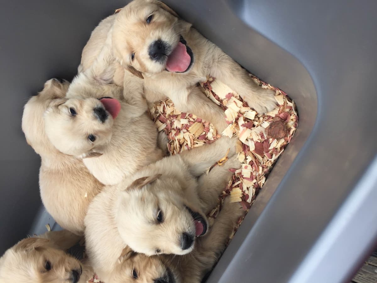 Airedale Terrier Puppies breeder image 3