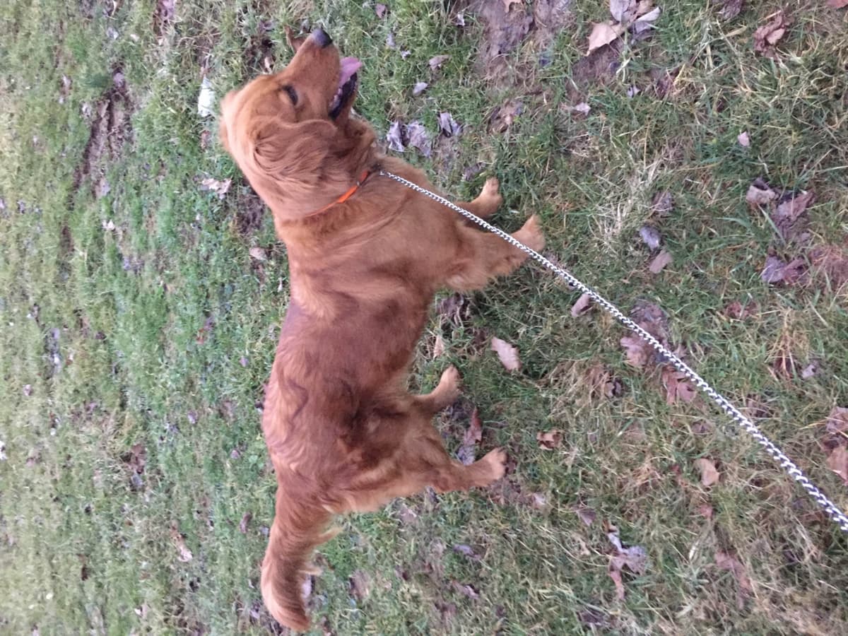 Airedale Terrier Puppies breeder image 4