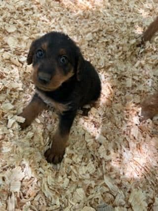 Airedale Terrier Puppies media 2