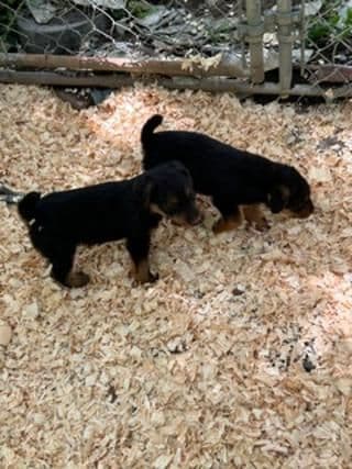 Airedale Terrier Puppies media 3