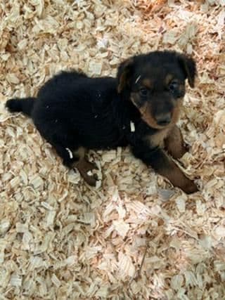 Airedale Terrier Puppies media 4