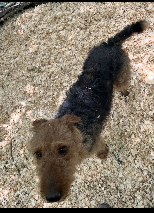 Airedale Terrier Puppies media 6