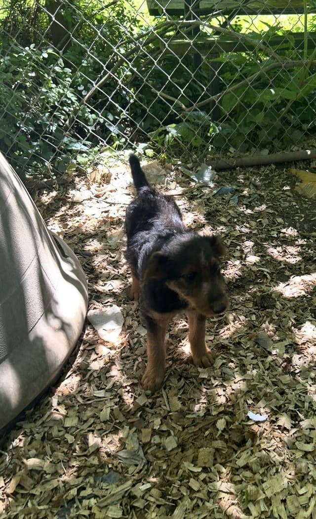 Airedale Terrier Puppies media 5