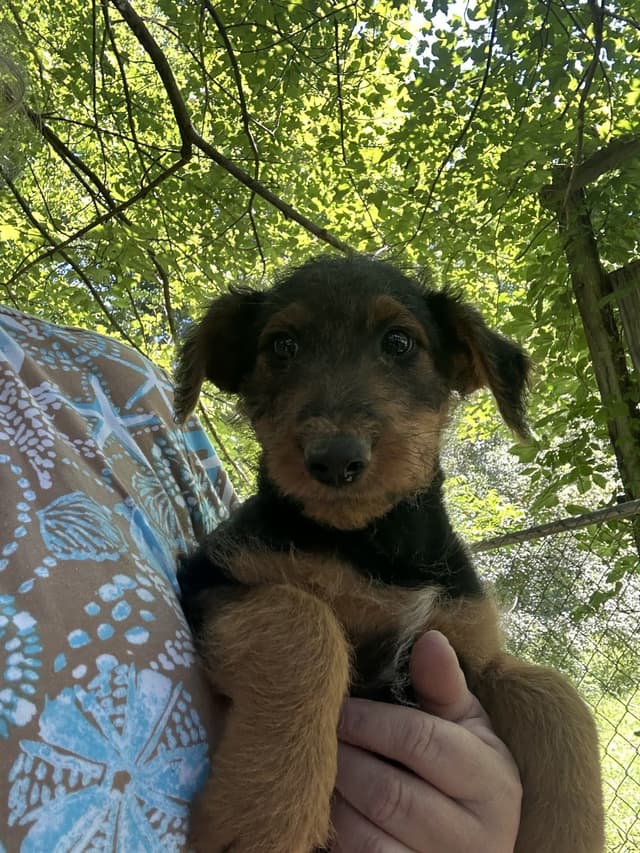 Airedale Terrier Puppies media 7