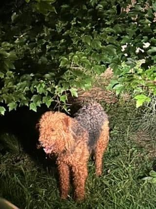 Airedale Terrier Puppies media 8