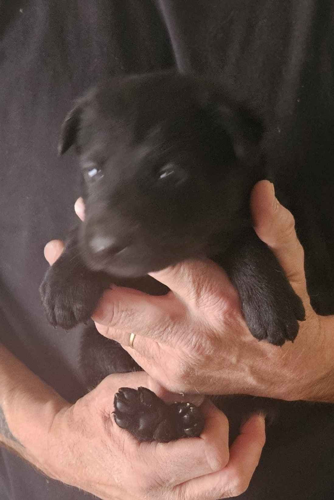 German Shepherd Dog Puppies breeder image 2