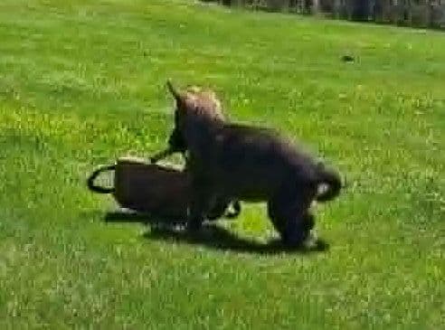 German Shepherd Dog Puppies media 3