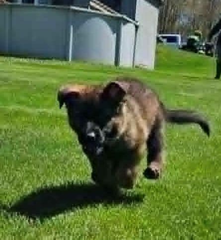German Shepherd Dog Puppies media 4
