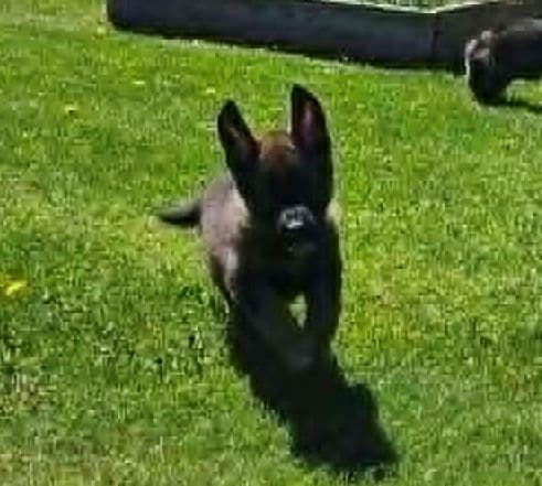 German Shepherd Dog Puppies media 6