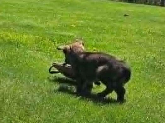 German Shepherd Dog Puppies media 7