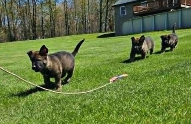 German Shepherd Dog Puppies media 5