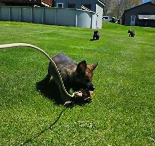 German Shepherd Dog Puppies media 9