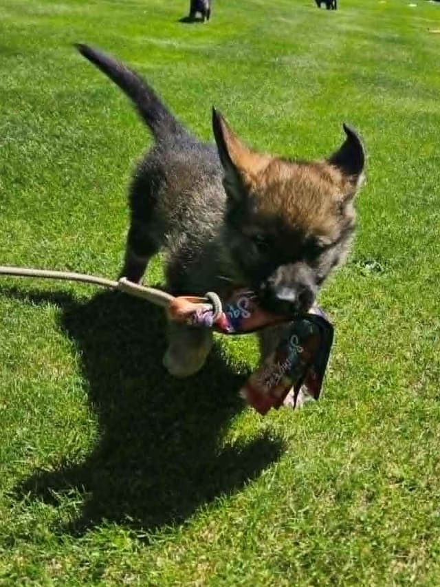 German Shepherd Dog Puppies media 10