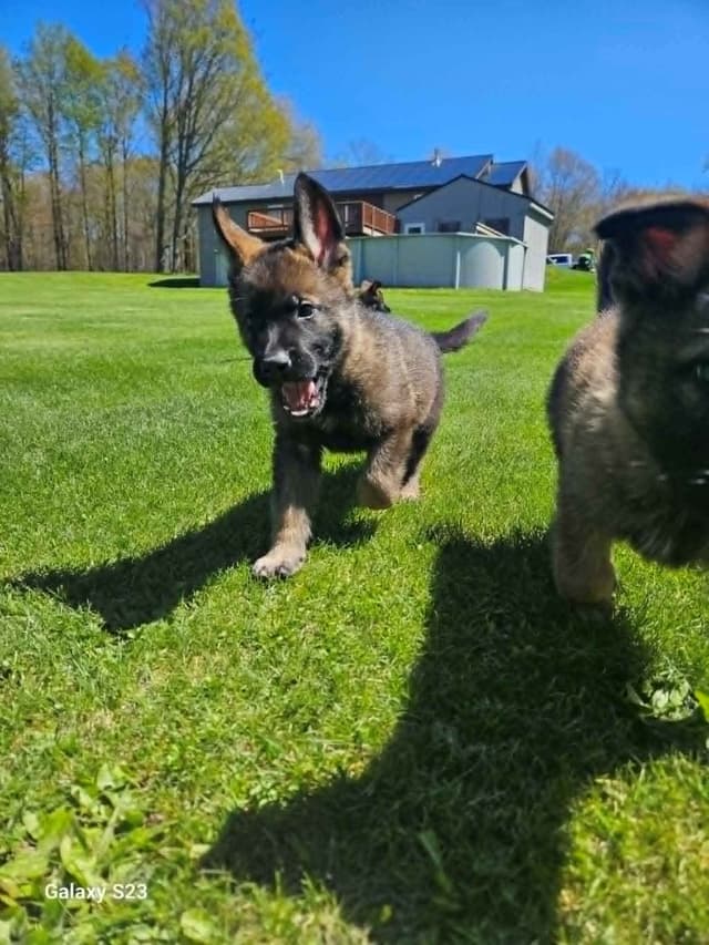 German Shepherd Dog Puppies media 11