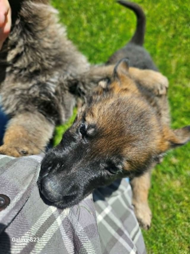 German Shepherd Dog Puppies media 12