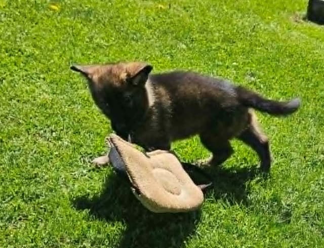German Shepherd Dog Puppies media 13