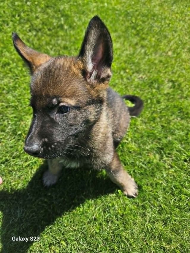 German Shepherd Dog Puppies media 14