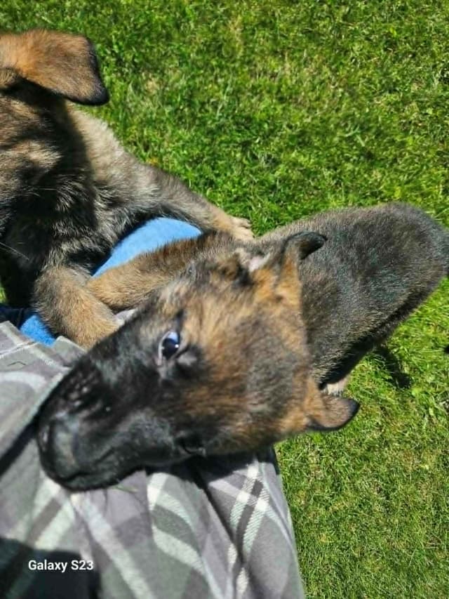 German Shepherd Dog Puppies media 16