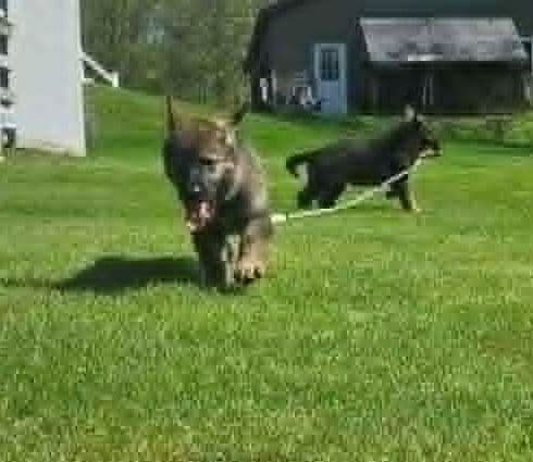 German Shepherd Dog Puppies media 18