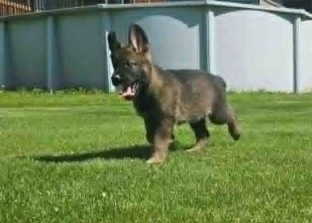 German Shepherd Dog Puppies media 20