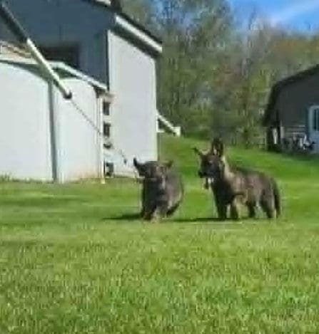 German Shepherd Dog Puppies media 17