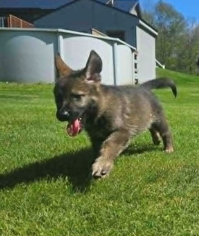 German Shepherd Dog Puppies media 21
