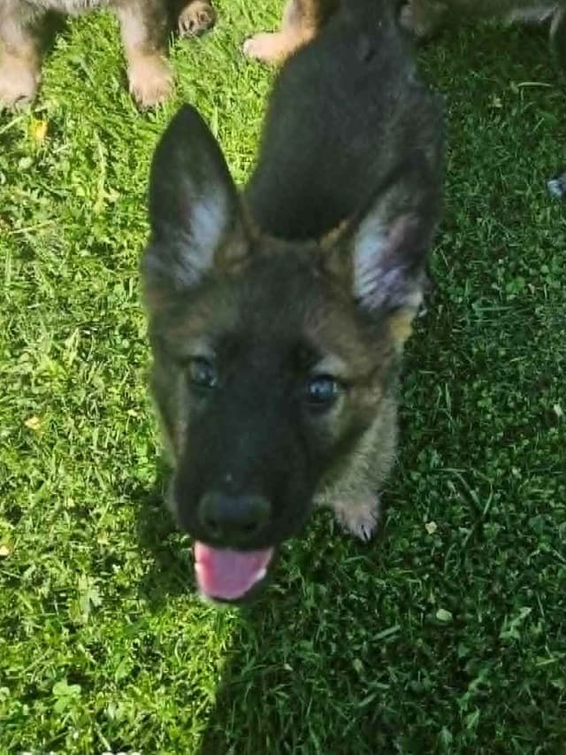 German Shepherd Dog Puppies media 23