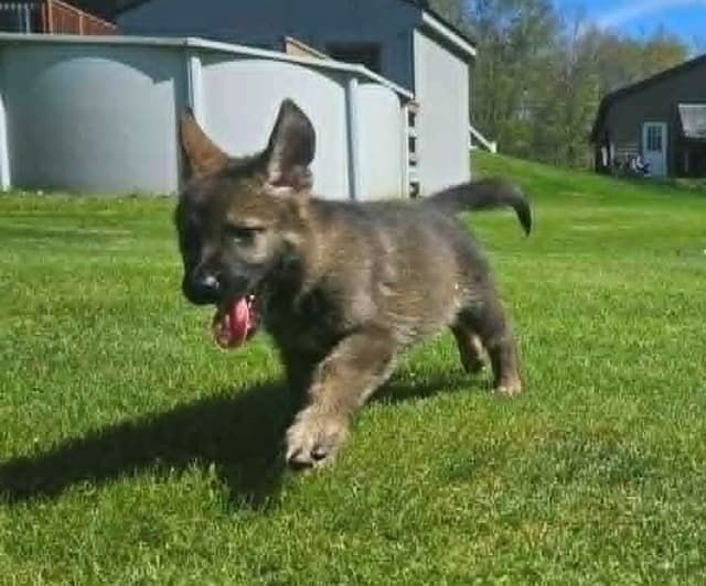 German Shepherd Dog Puppies media 22