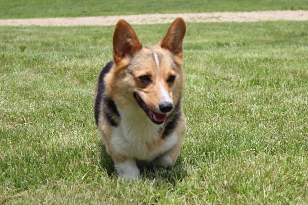 Pembroke Welsh Corgi Puppies breeder image 2