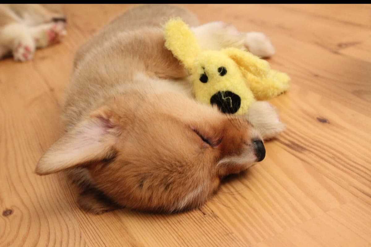 Pembroke Welsh Corgi Puppies breeder image 3