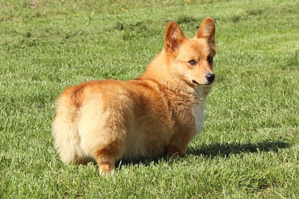 Pembroke Welsh Corgi Puppies breeder image 4