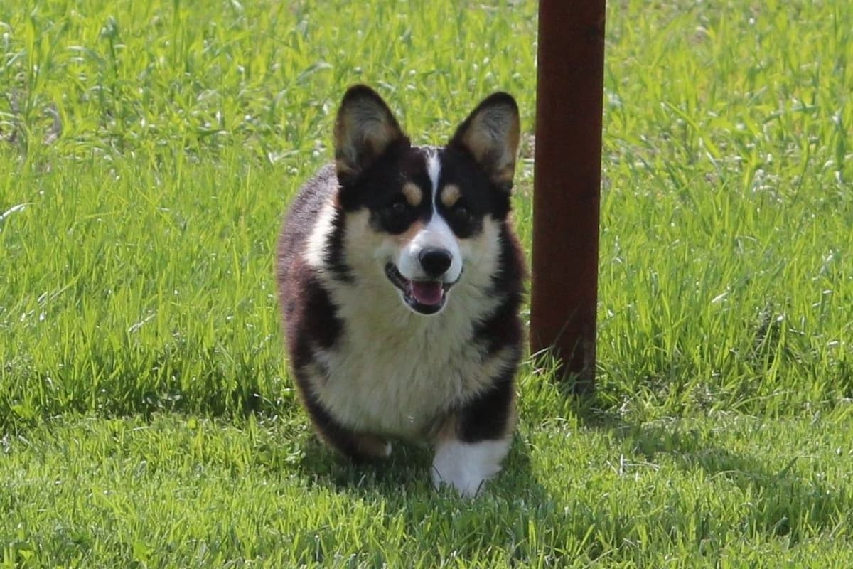 Pembroke Welsh Corgi Puppies breeder image 5