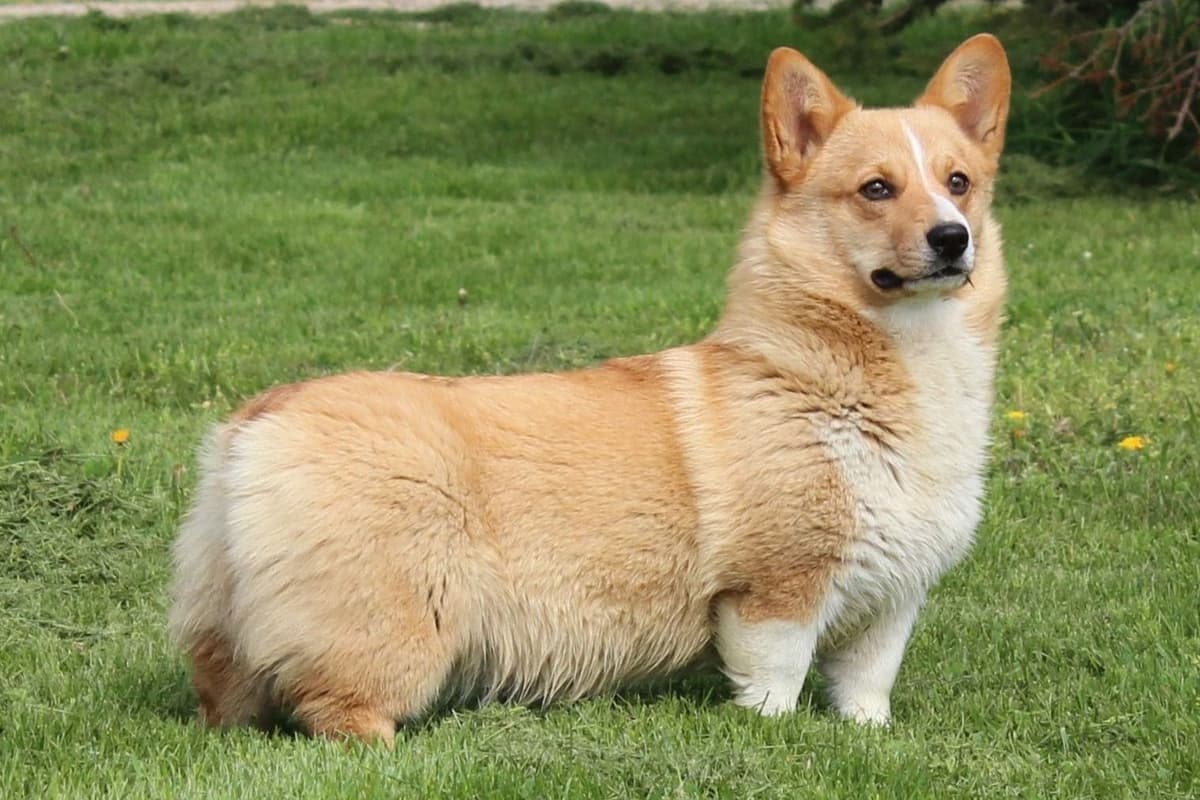 Pembroke Welsh Corgi Puppies breeder image 1