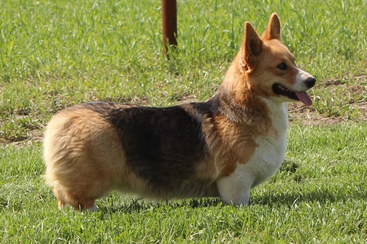 Pembroke Welsh Corgi Puppies breeder image 6