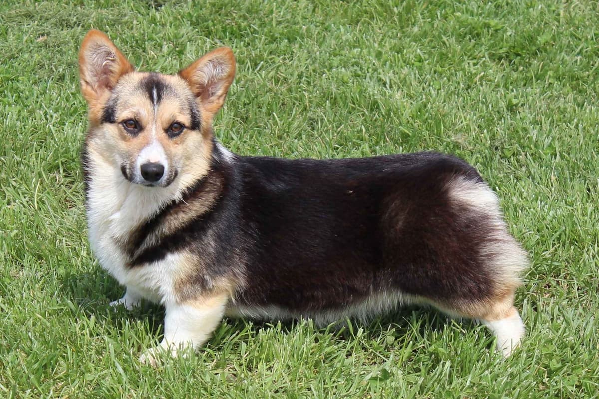 Pembroke Welsh Corgi Puppies breeder image 7