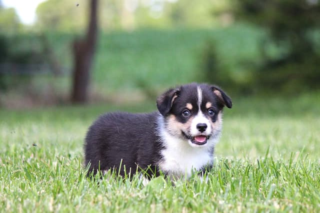 Pembroke Welsh Corgi Puppies media 4