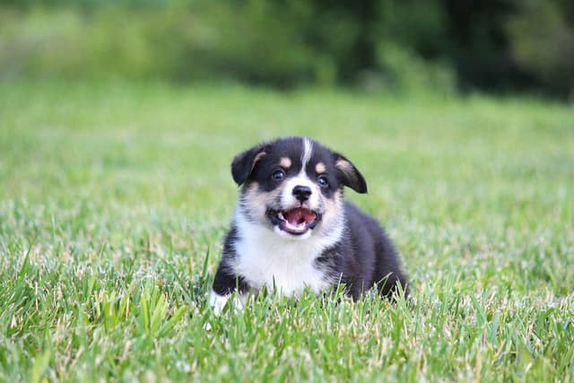 Pembroke Welsh Corgi Puppies media 7