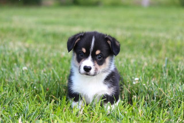 Pembroke Welsh Corgi Puppies media 3