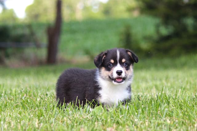 Pembroke Welsh Corgi Puppies media 6