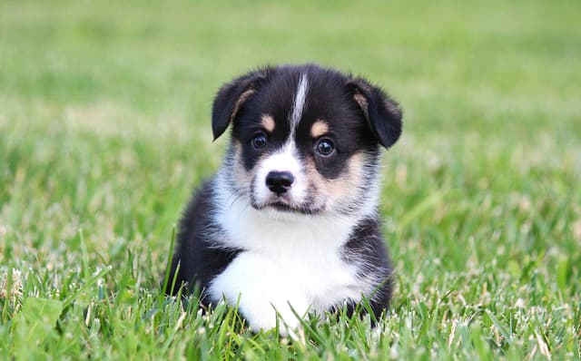 Pembroke Welsh Corgi Puppies media 2
