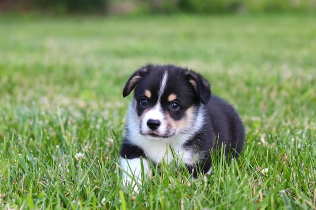 Pembroke Welsh Corgi Puppies media 10