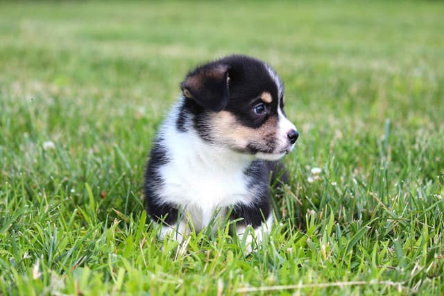 Pembroke Welsh Corgi Puppies media 5