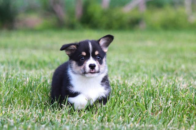 Pembroke Welsh Corgi Puppies media 8