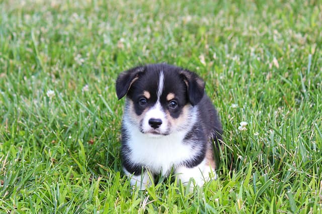 Pembroke Welsh Corgi Puppies media 9
