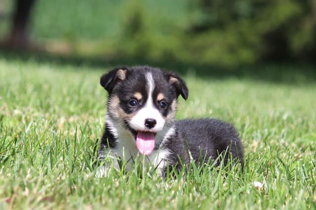 Pembroke Welsh Corgi Puppies media 12